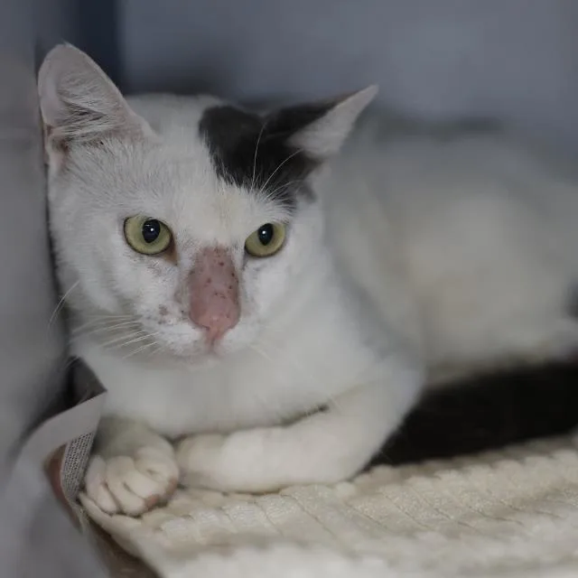 A young small-sized male Domestic Short Hair cat named Cloud for adoption in San Antonio, TX