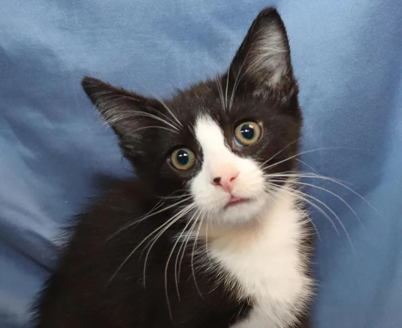 A baby medium-sized male Black & White / Tuxedo Domestic Short Hair cat named Monkey for adoption in Euclid, OH