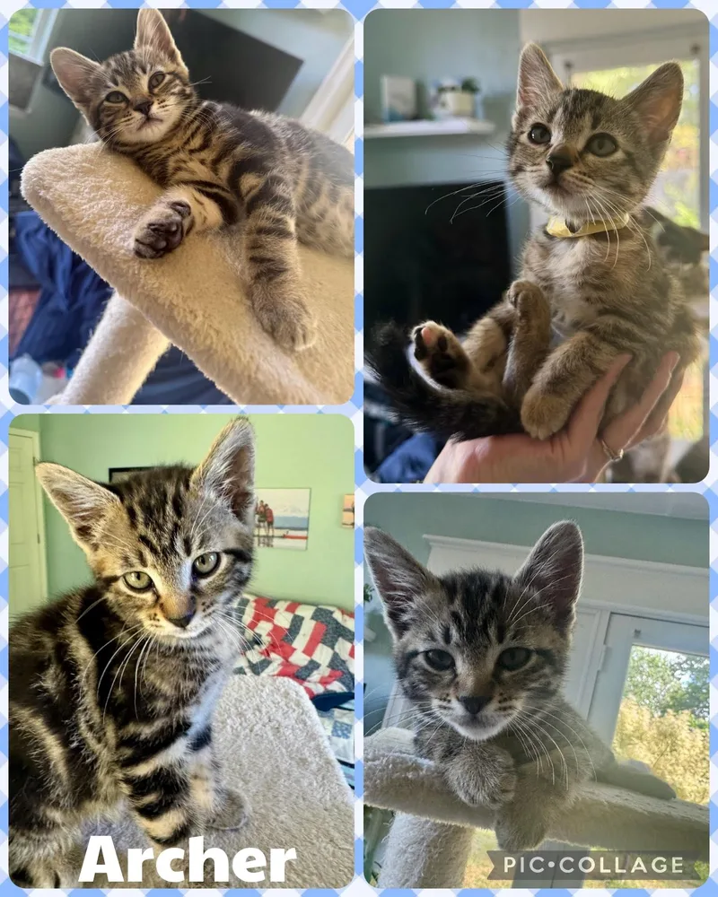 A baby small-sized male Tabby (Brown / Chocolate) Domestic Short Hair cat named Archer for adoption in Newberg, OR