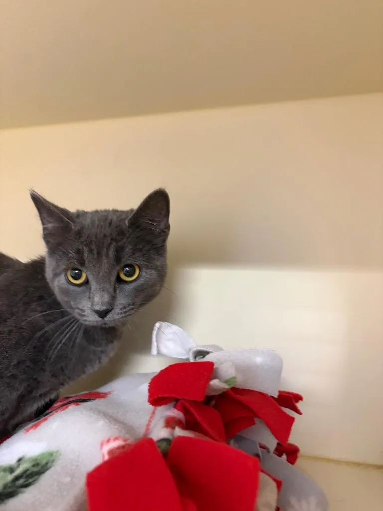 A baby medium-sized female Domestic Short Hair cat named Monique for adoption in Bloomington, IN