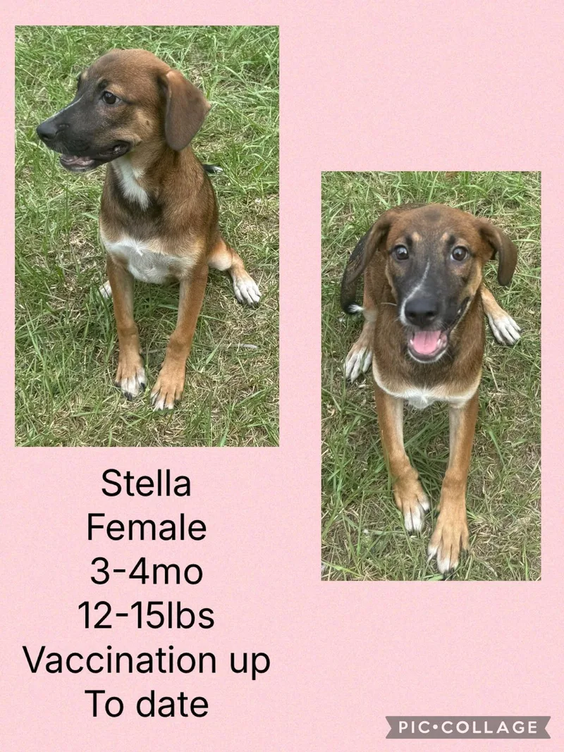 A young medium-sized female Plott Hound dog named Stella for adoption in Virginia Beach, VA