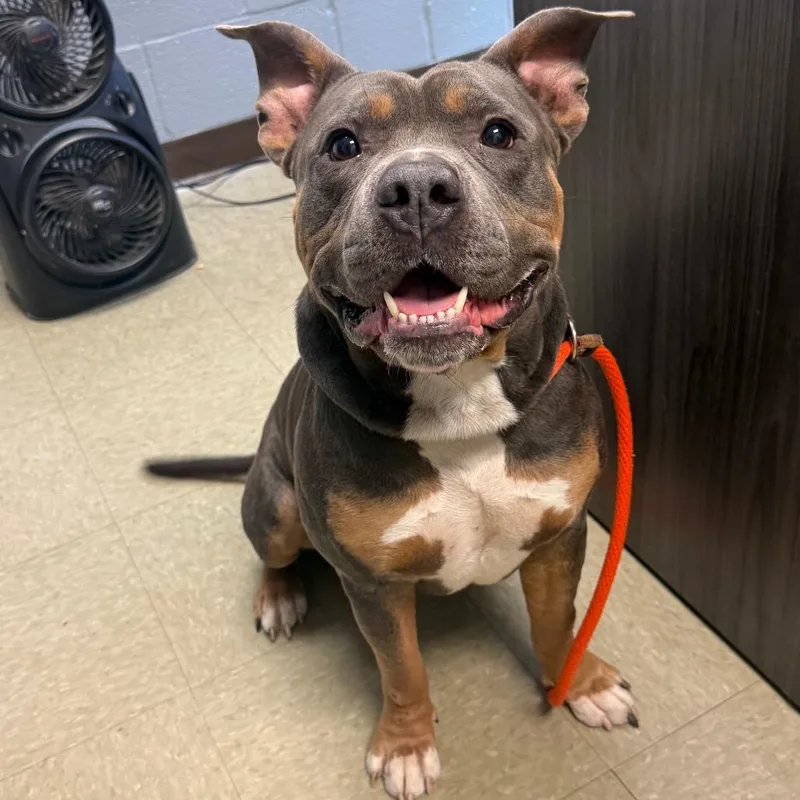 A baby small-sized male Pit Bull Terrier dog named ARLBStray for adoption in Birdsboro, PA