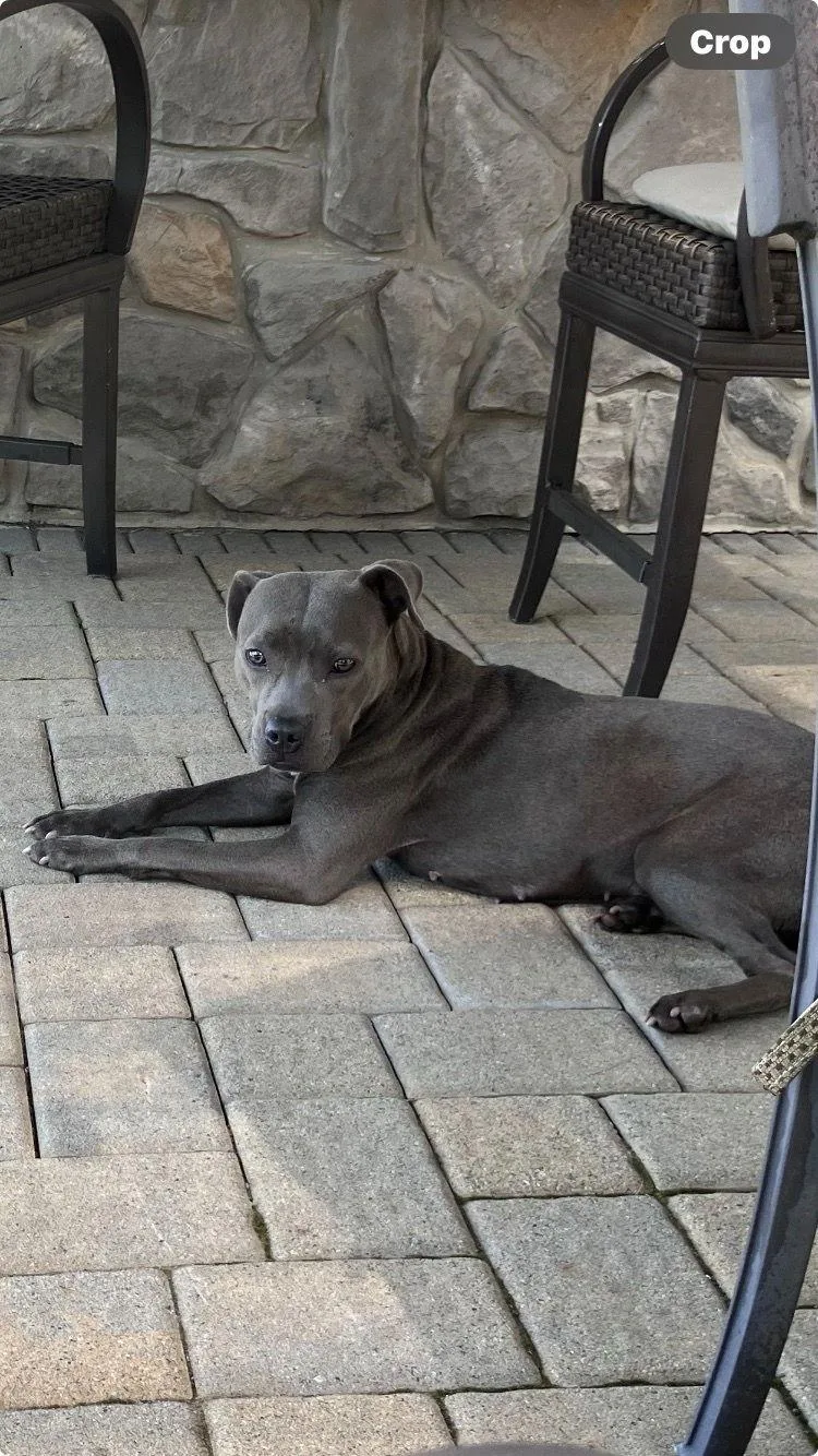A young medium-sized female Pit Bull Terrier dog named Mila for adoption in Morganville, NJ