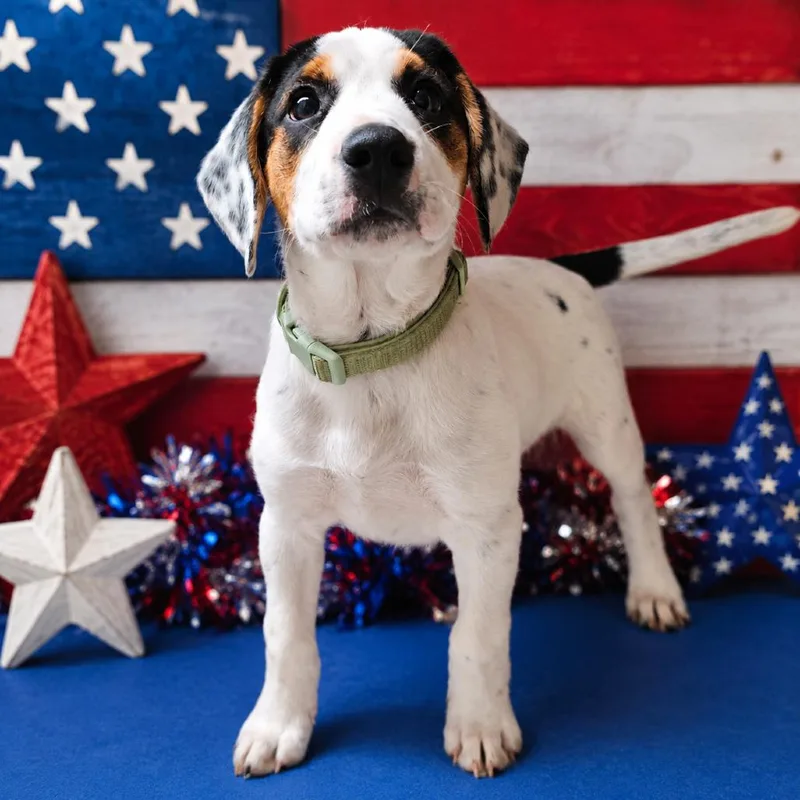 A baby small-sized male White / Cream Hound dog named Firecracker for adoption in Concord, NC