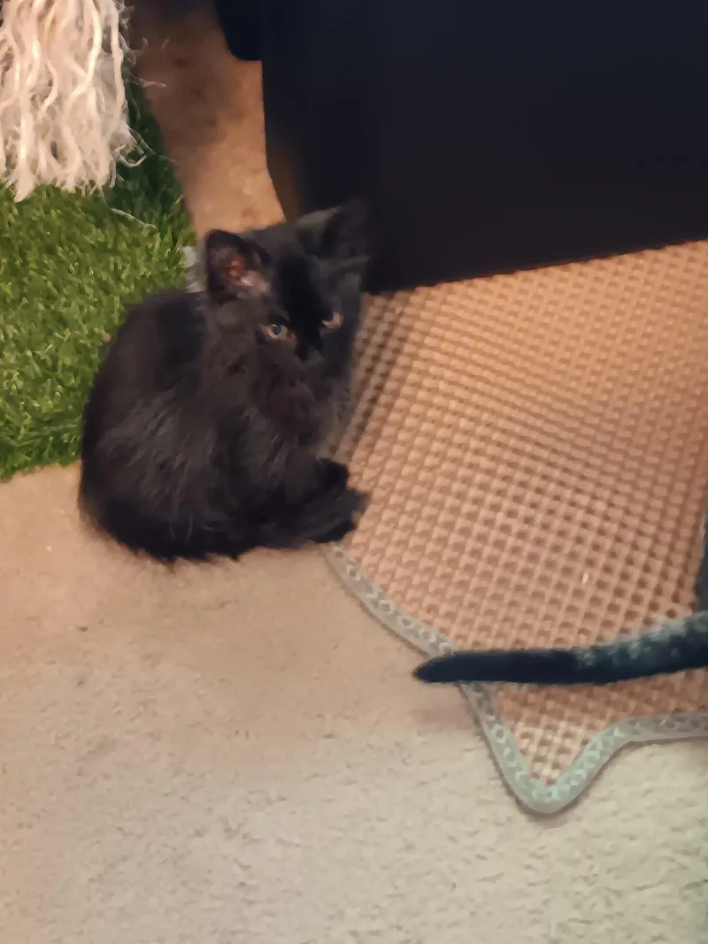 A baby small-sized male Domestic Medium Hair cat named Cosmos for adoption in Irmo, SC