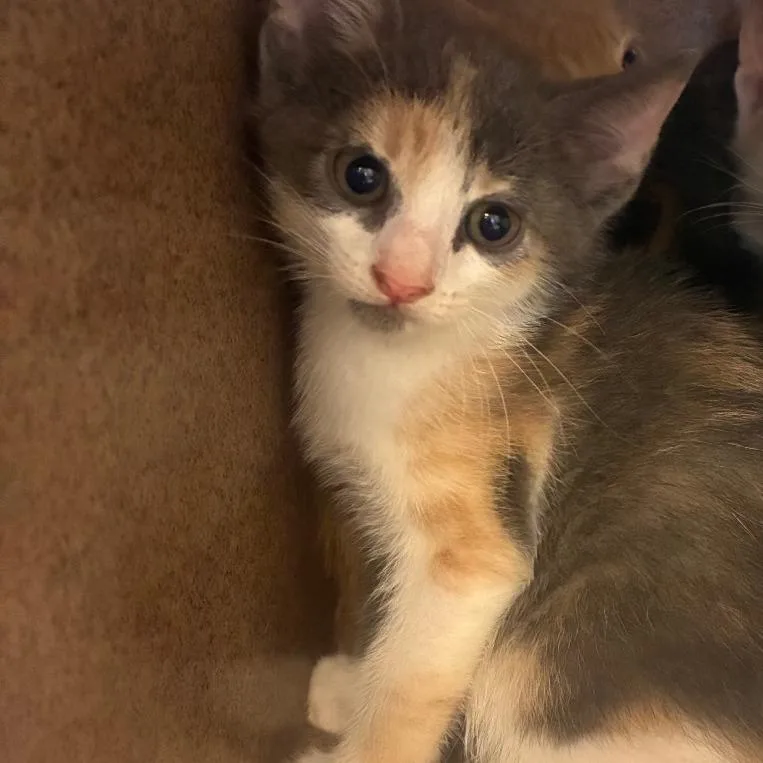A baby small-sized female Gray / Blue / Silver American Shorthair cat named Tia for adoption in Norman, OK