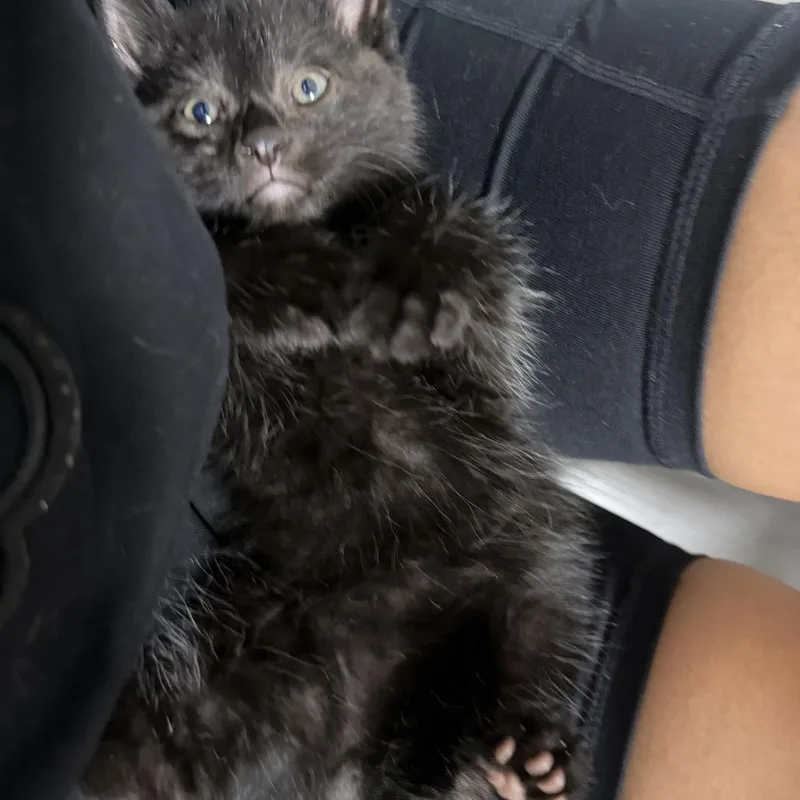 A baby small-sized male Black Domestic Medium Hair cat named Stevie for adoption in Brooklyn, NY