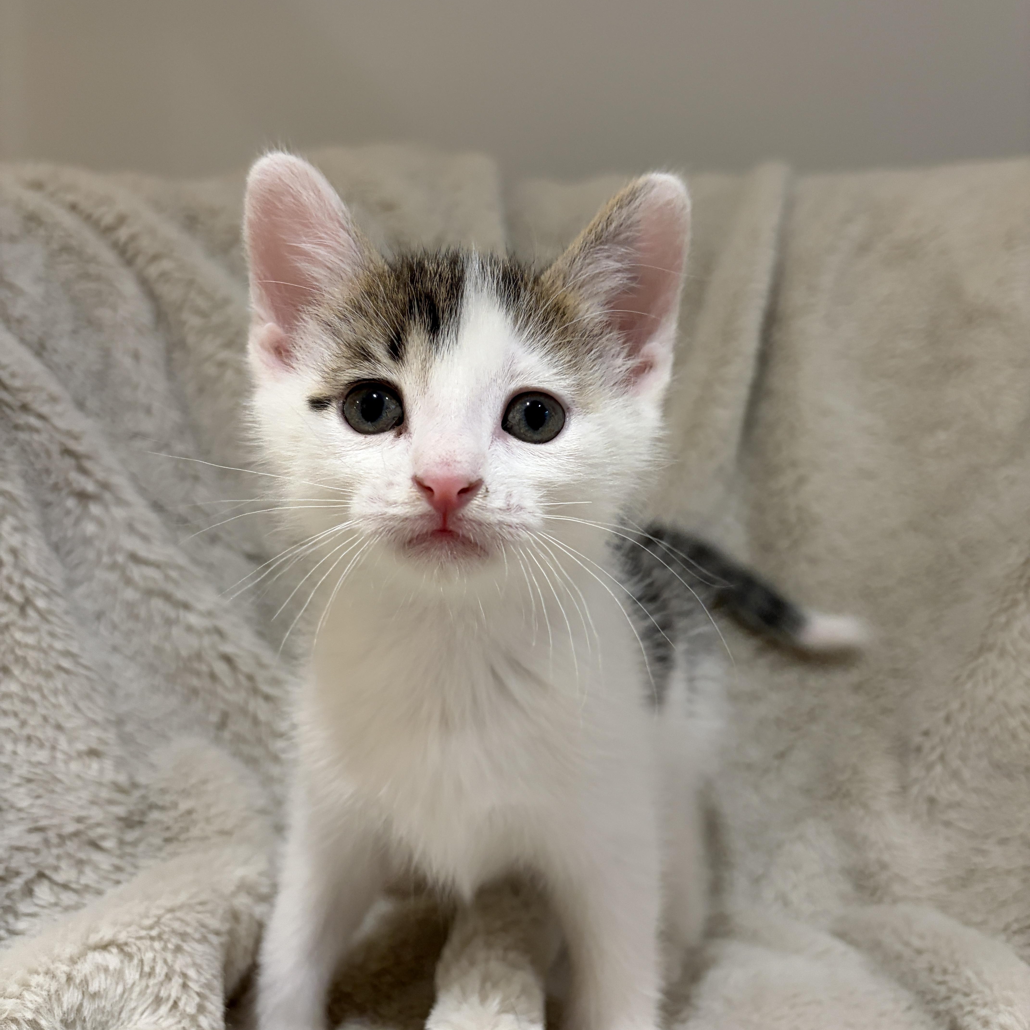 A baby medium-sized male White American Shorthair cat named Leo for adoption in Wadsworth, IL