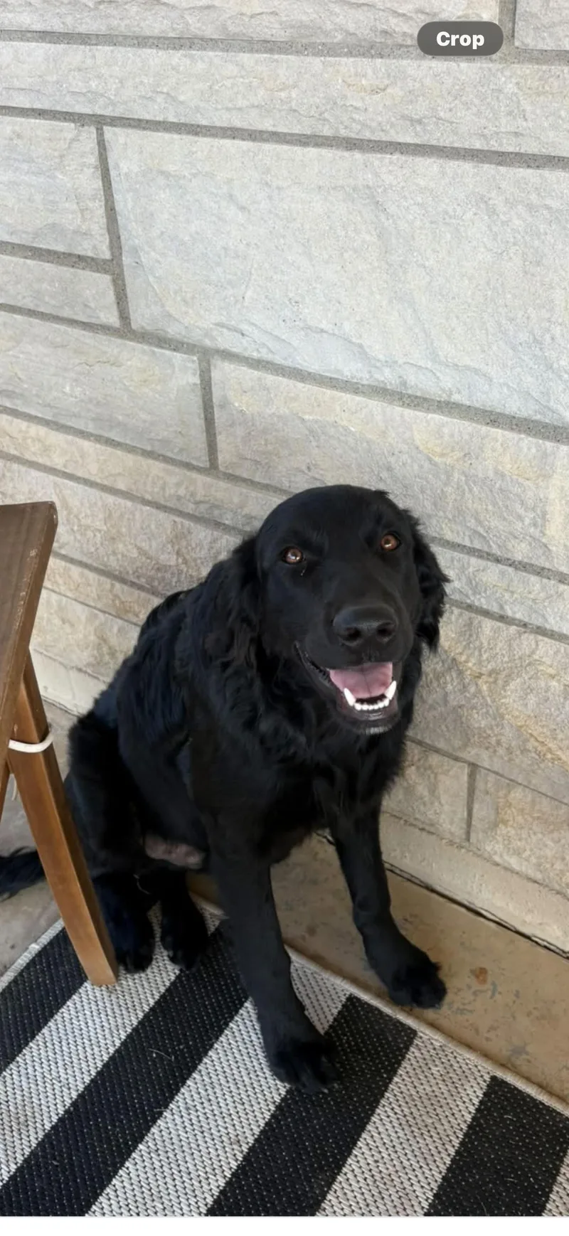 A young medium-sized male Golden Retriever dog named Angus for adoption in Rolling Meadows, IL
