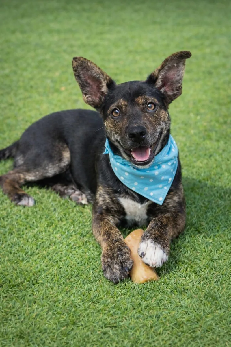 Reeses Piece thumbnail 2