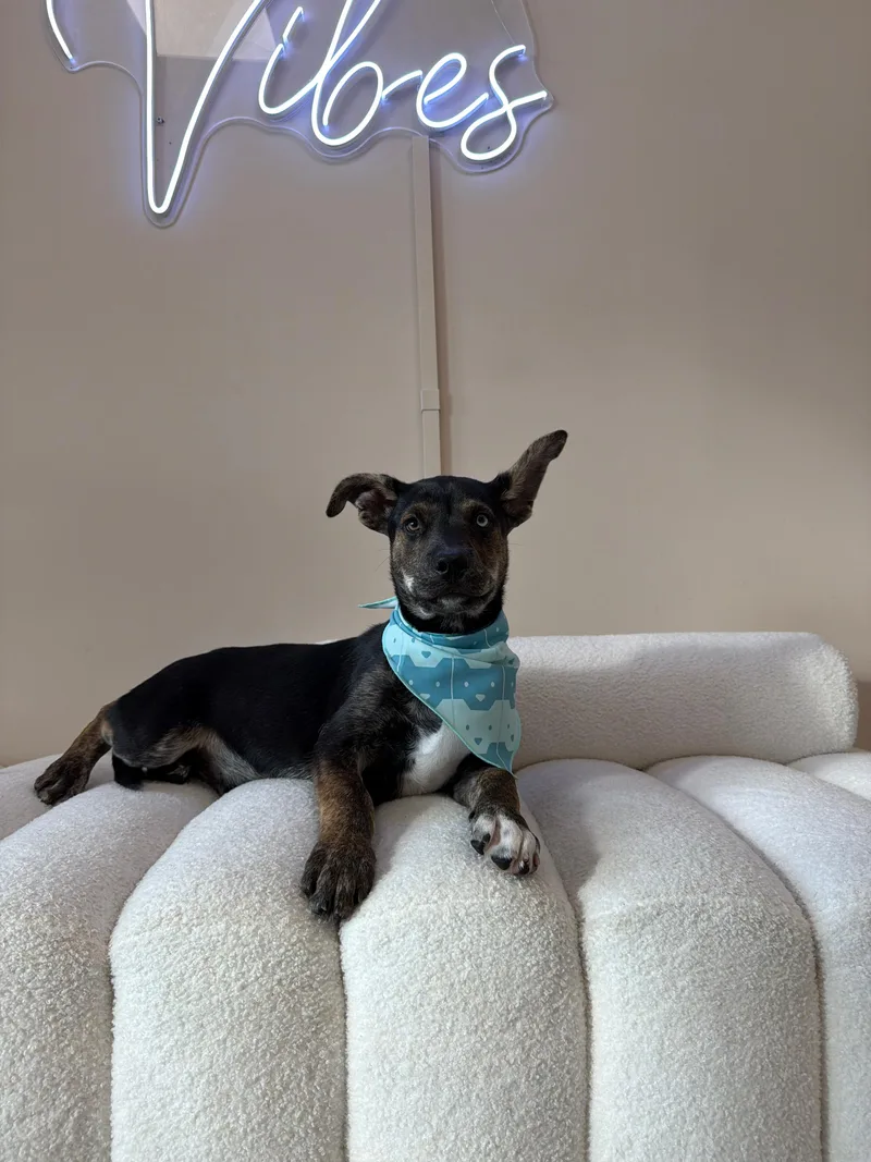 Reeses Piece thumbnail 3