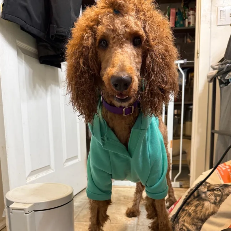 An adult medium-sized male Brown / Chocolate Poodle dog named Twinkie for adoption in Bellingham, WA