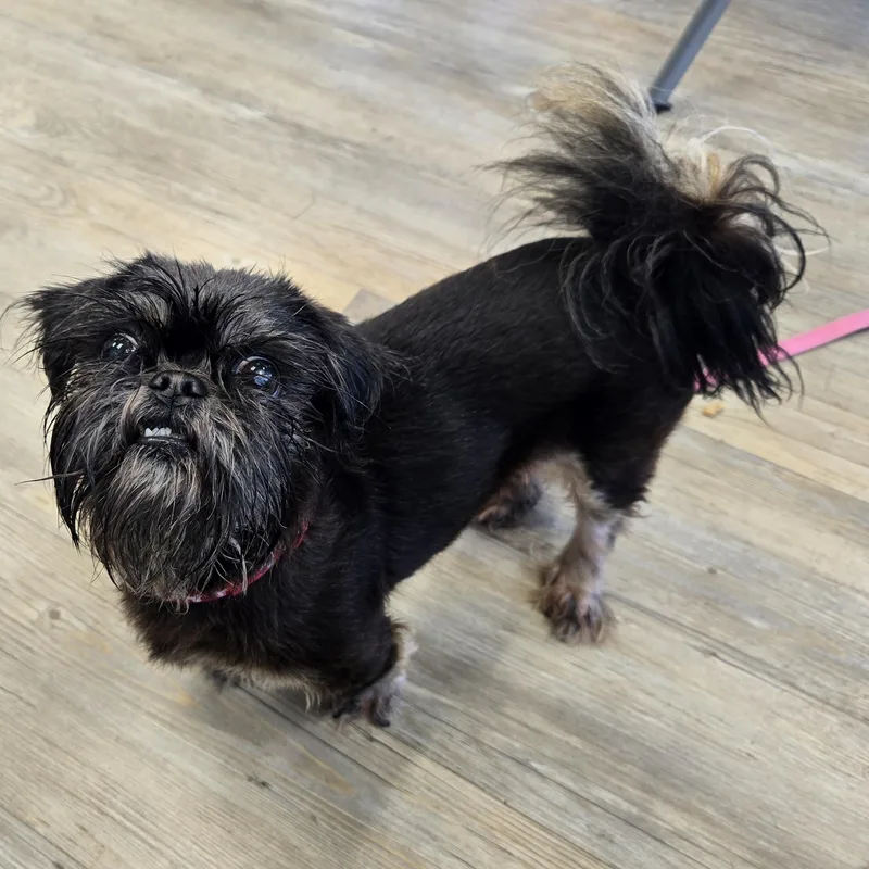 An adult small-sized female Bicolor Brussels Griffon dog named Saly for adoption in Benbrook, TX