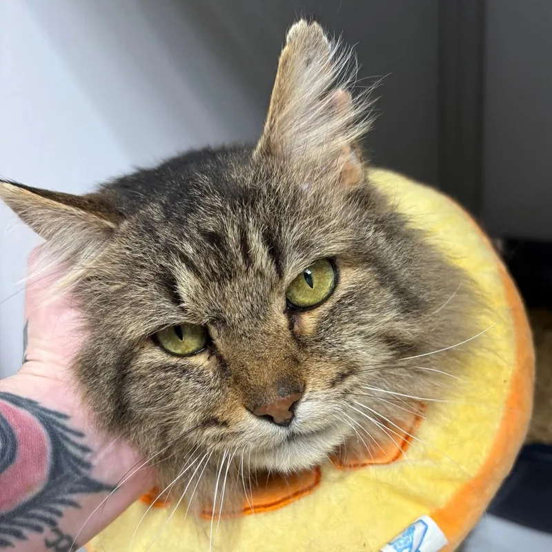 An adult medium-sized male Tabby (Brown / Chocolate) Domestic Long Hair cat named Mario for adoption in Grand Rapids, MI