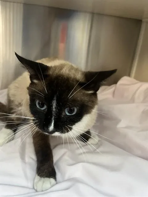 An adult large-sized male Siamese cat named Earl Grey for adoption in Fort Lauderdale, FL