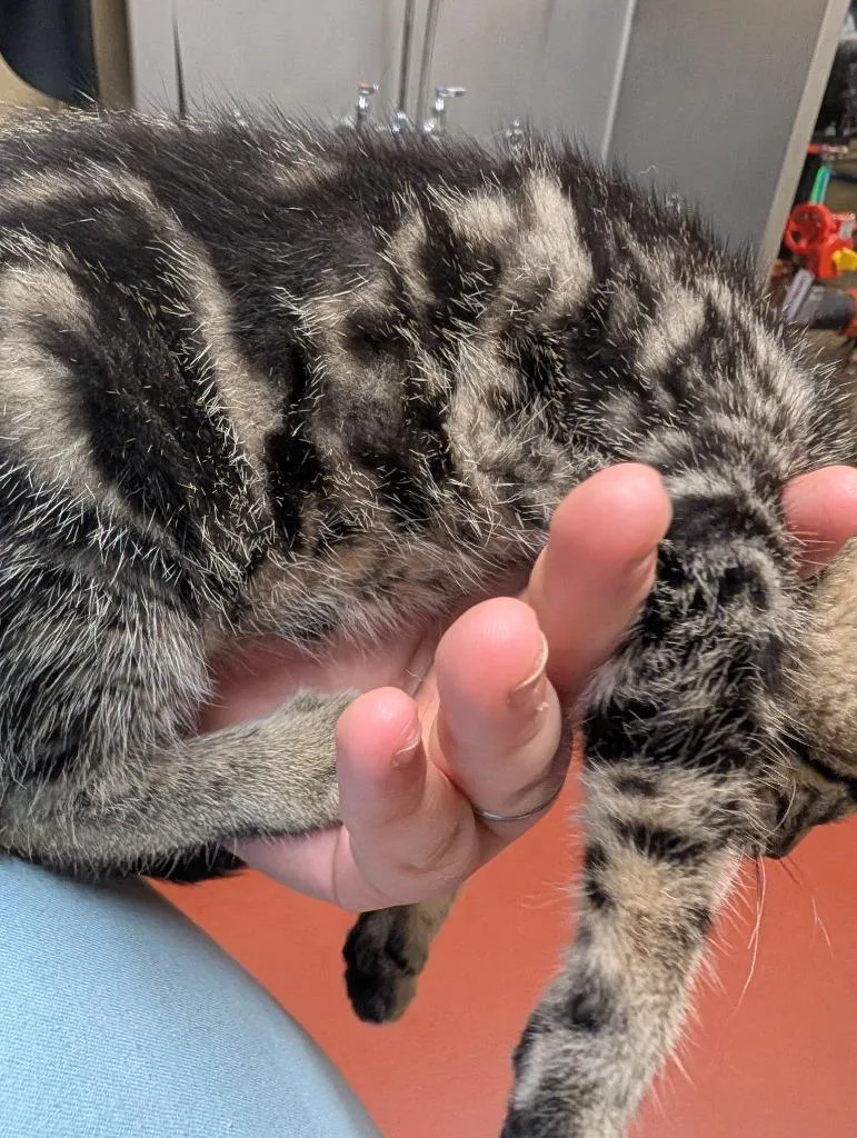 A baby small-sized female Domestic Short Hair cat named Slim for adoption in Douglasville, GA
