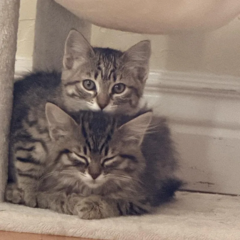 A baby small-sized female Brown / Chocolate Domestic Short Hair cat named Sunny for adoption in Pleasanton, CA