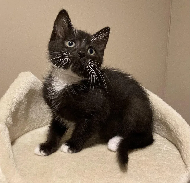 A baby medium-sized female Tuxedo cat named Scarlett for adoption in Cuyahoga Falls, OH