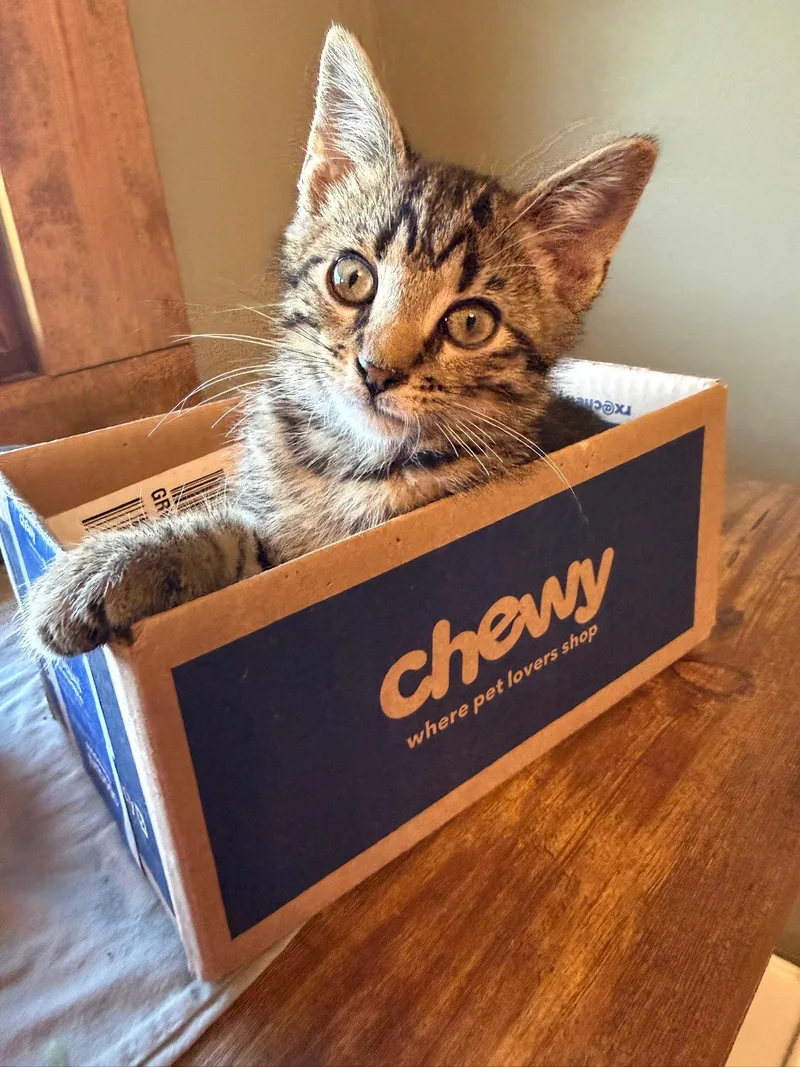 A baby small-sized male Tabby (Brown / Chocolate) Domestic Short Hair cat named Bismarck Eugene for adoption in Hartville, OH