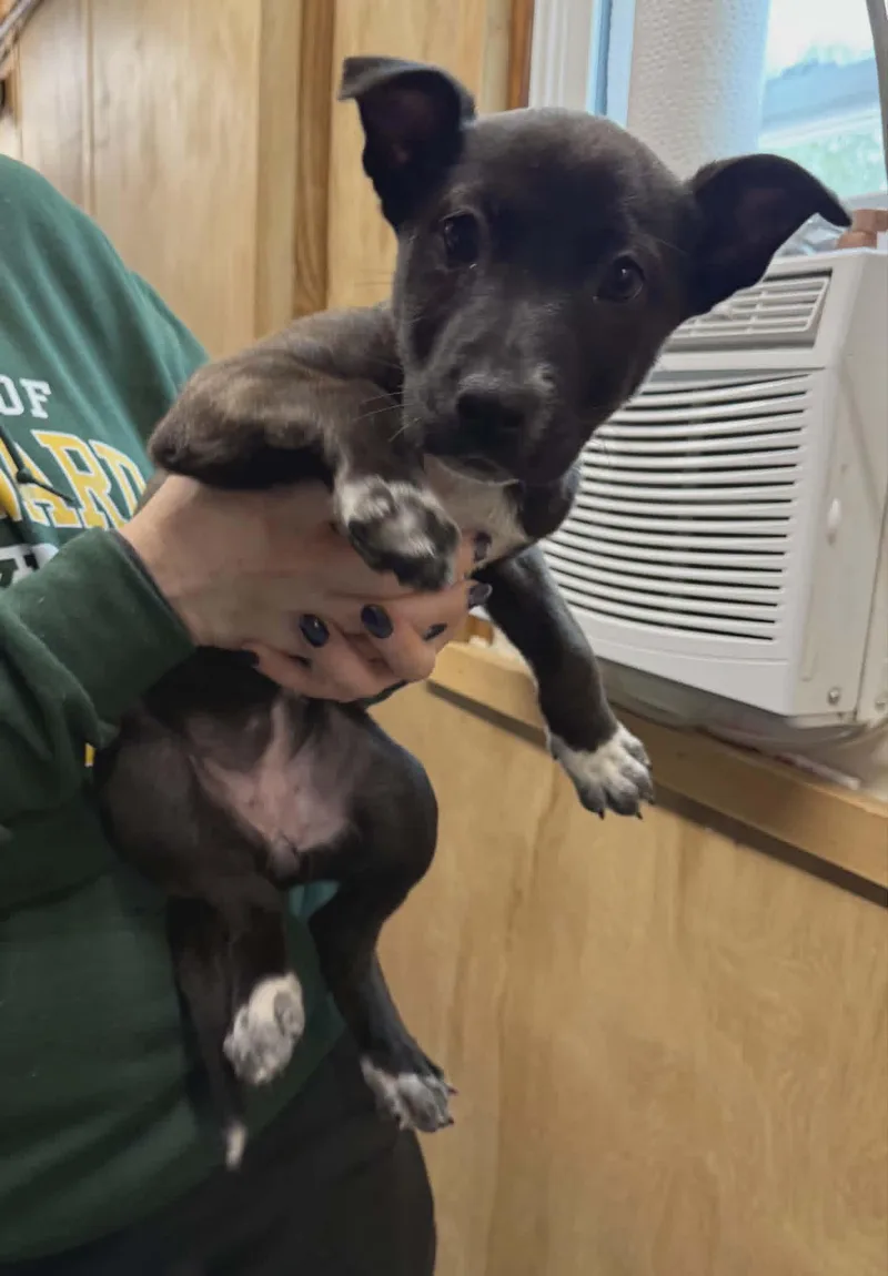 A baby medium-sized female Carolina Dog dog named Rain for adoption in North Olmsted, OH