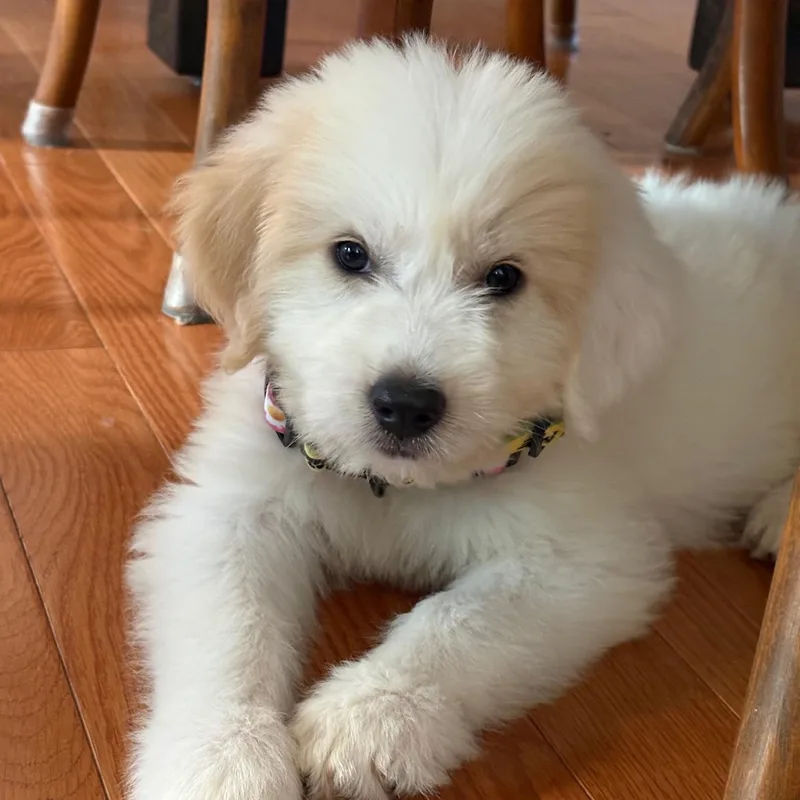 A baby large-sized female Great Pyrenees dog named Beattie for adoption in Charlotte, NC