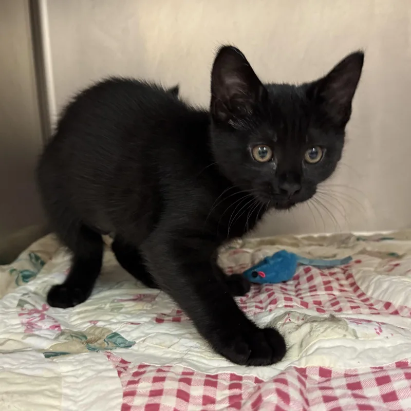 A baby medium-sized female Black Domestic Short Hair cat named Kodiak for adoption in Latrobe, PA