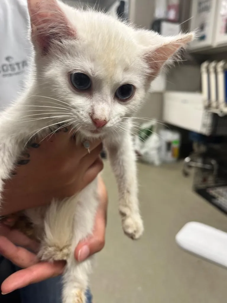 A baby small-sized female Domestic Short Hair cat named Snow for adoption in Hopkinsville, KY