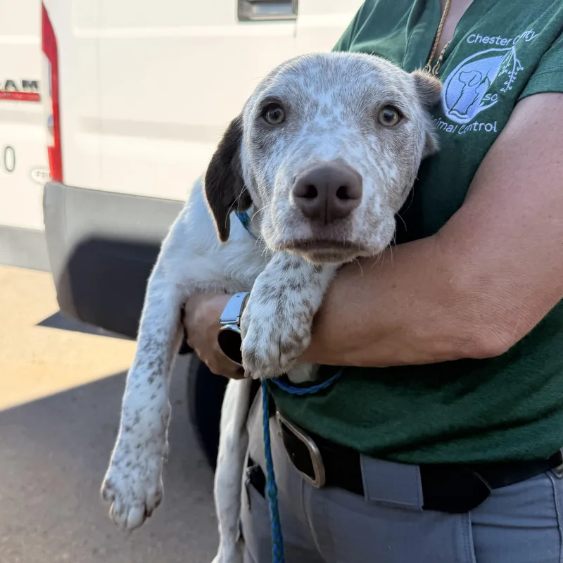 A baby medium-sized male White / Cream Labrador Retriever dog named Shrike for adoption in Columbia, SC