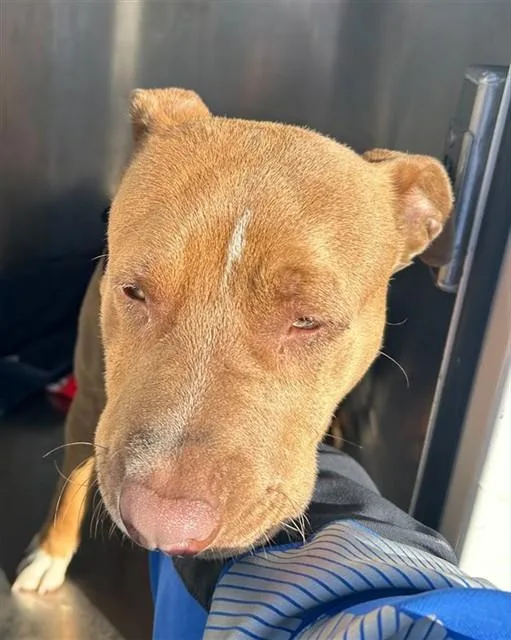 A young medium-sized male Pit Bull Terrier dog named Dog for adoption in Sacramento, CA