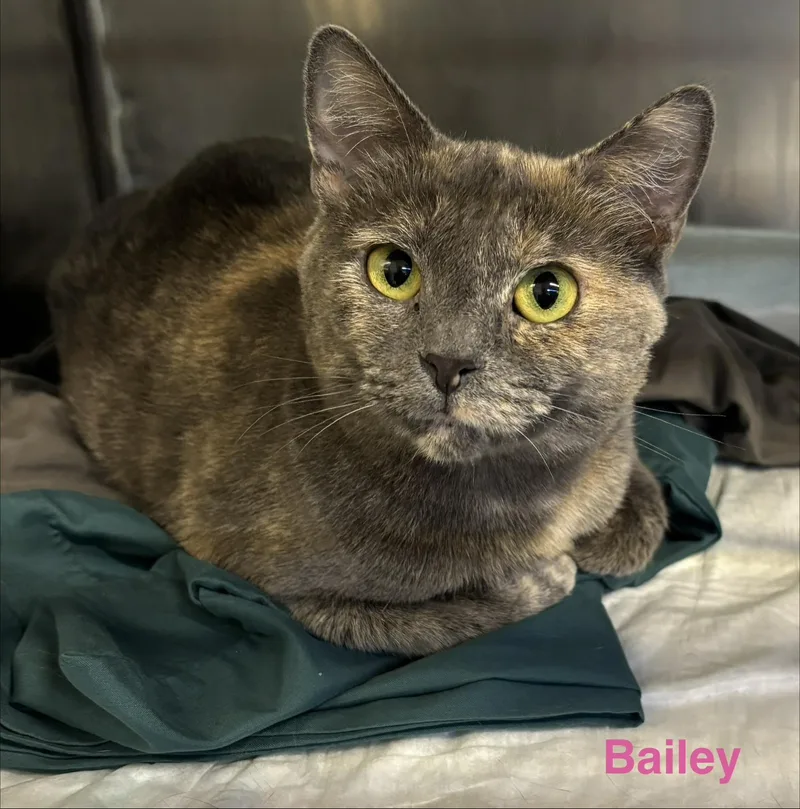 An adult large-sized female Dilute Tortoiseshell cat named Bailey for adoption in Las Vegas, NV