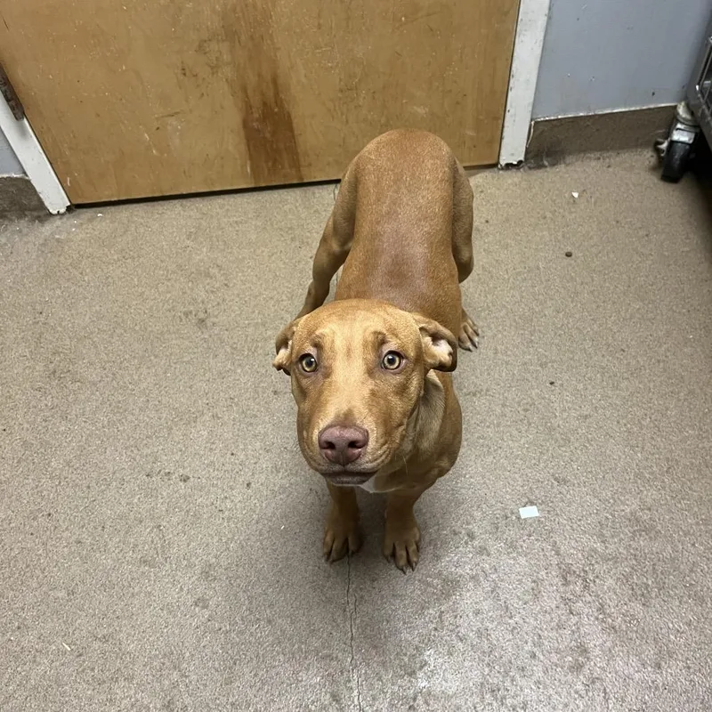 A young medium-sized male Brown / Chocolate Mixed Breed dog named Fishsticks for adoption in Chattanooga, TN