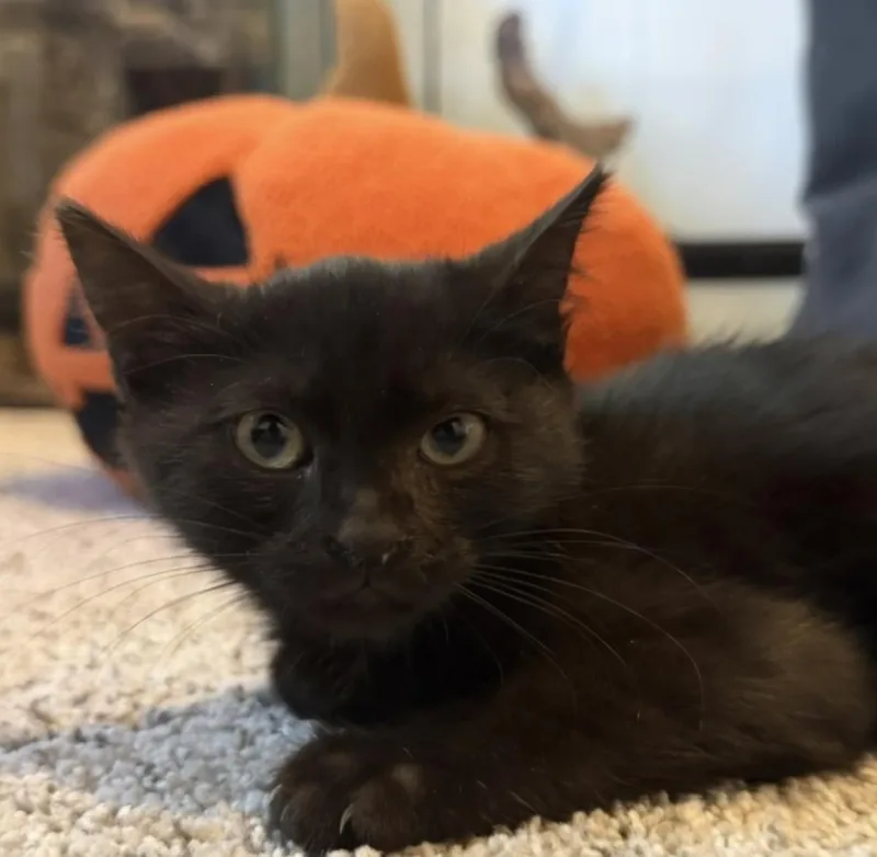 A baby medium-sized female Domestic Medium Hair cat named LucyG for adoption in North Highlands, CA