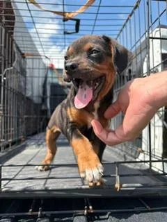 Jax