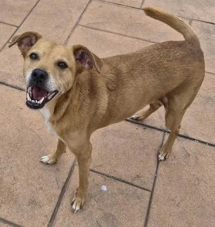 An adult medium-sized male Labrador Retriever dog named Zeek for adoption in Shreveport, LA