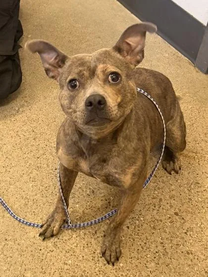 A young medium-sized female Brown / Chocolate Pit Bull Terrier dog named Plenty for adoption in Cleveland, OH