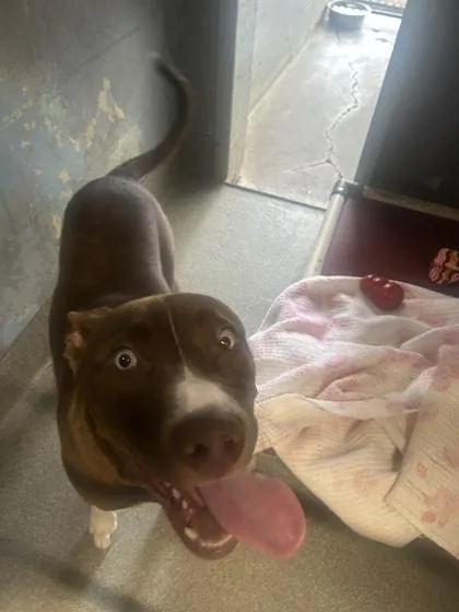 An adult medium-sized male Mixed Breed dog named Barry for adoption in Largo, FL