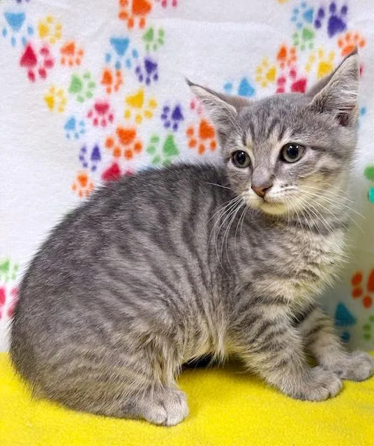 A baby medium-sized female Gray / Blue / Silver Domestic Short Hair cat named Luna for adoption in Lake Monroe, FL