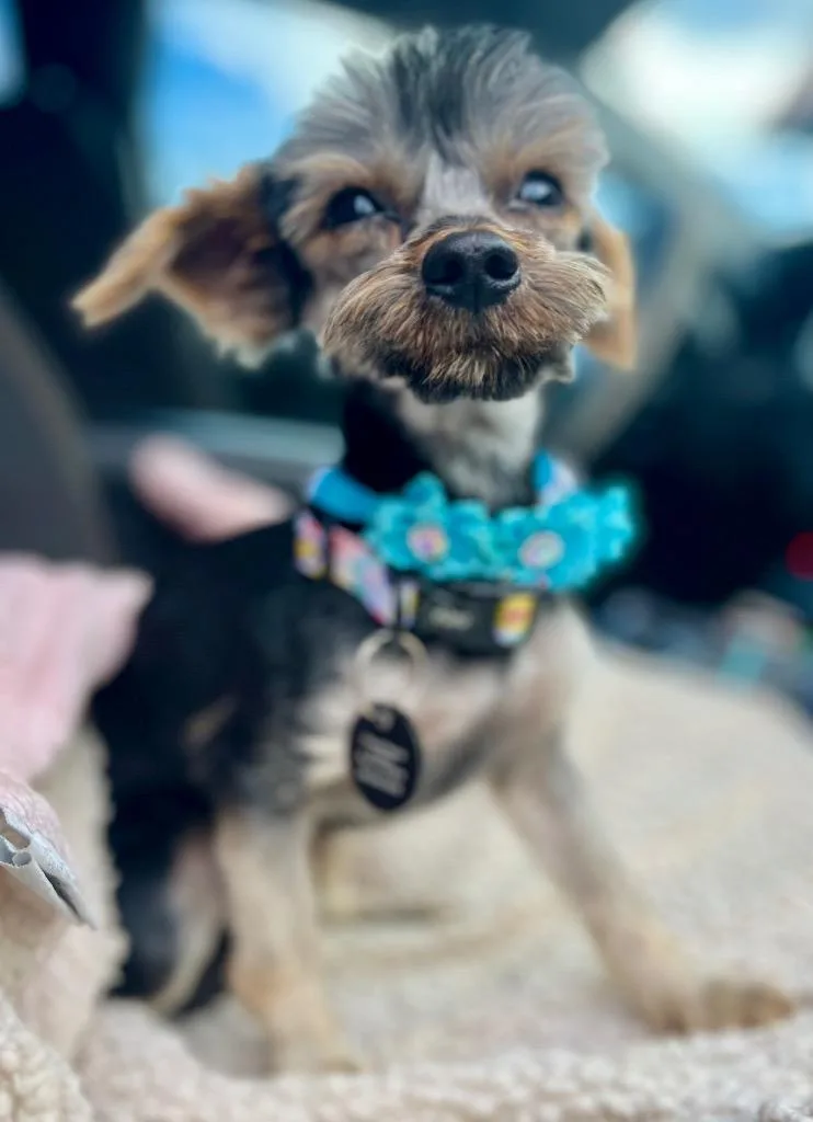 A young small-sized male Yorkshire Terrier dog named Brandon for adoption in West Bloomfield, MI