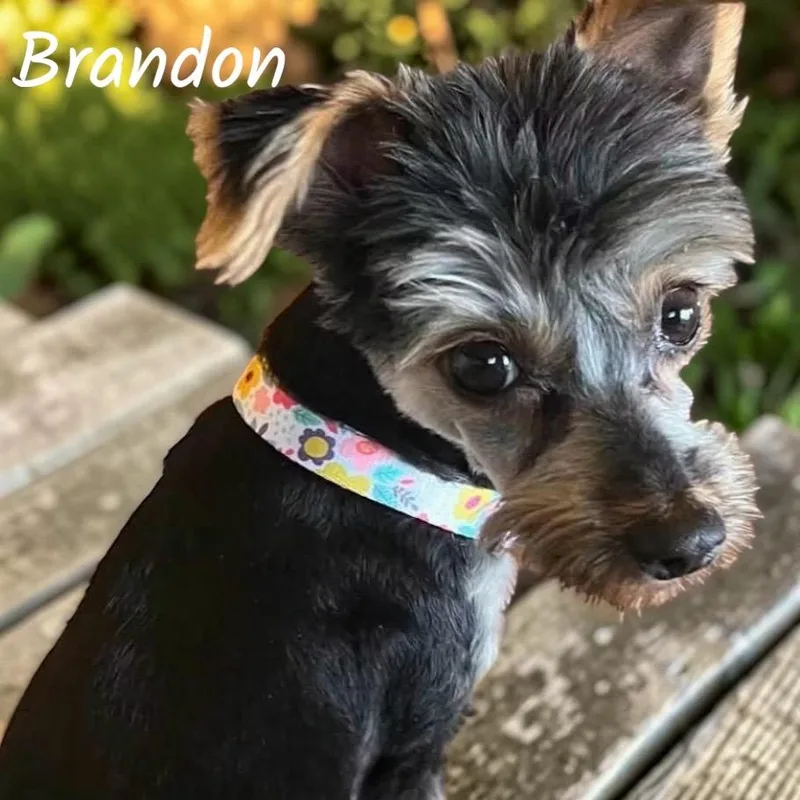 Brandon thumbnail 3