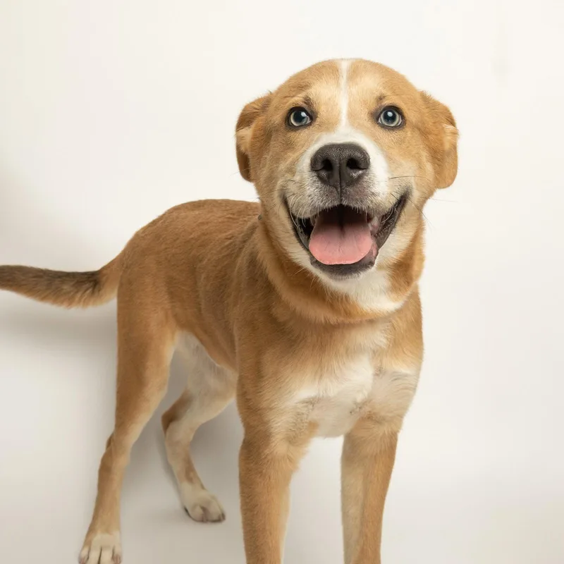 A young medium-sized male Husky dog named Rusty for adoption in Richardson, TX