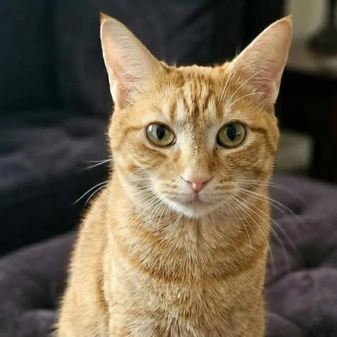 A young medium-sized female Orange / Red Domestic Short Hair cat named Calliope for adoption in Toms Brook, VA