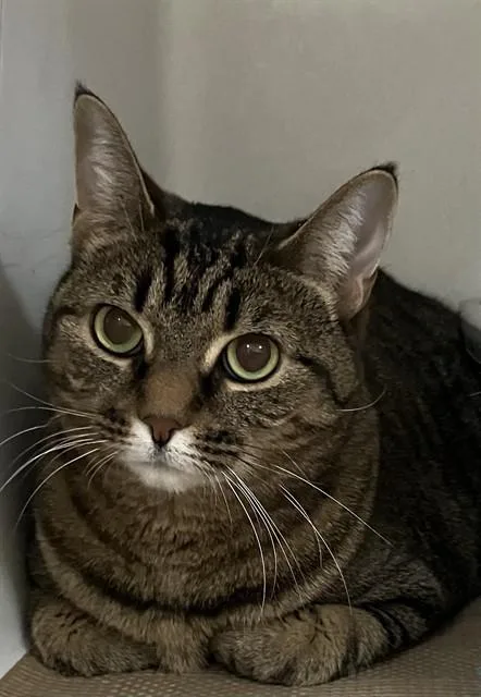 An adult medium-sized female Domestic Short Hair cat named Kk for adoption in Boston, MA