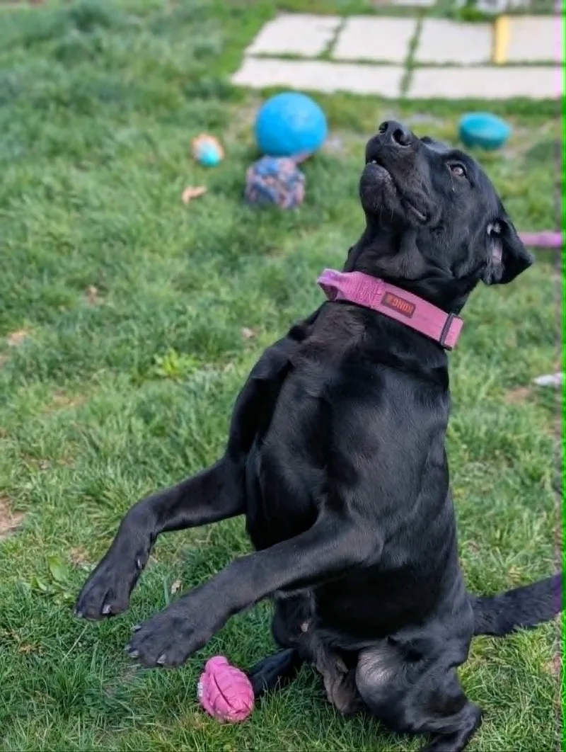 An adult large-sized female Black Labrador Retriever dog named Nova Mae for adoption in Chambersburg, PA