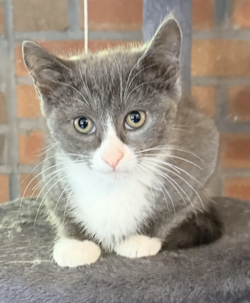 A baby medium-sized female Gray & White Domestic Short Hair cat named Regina George for adoption in Mansfield Center, CT