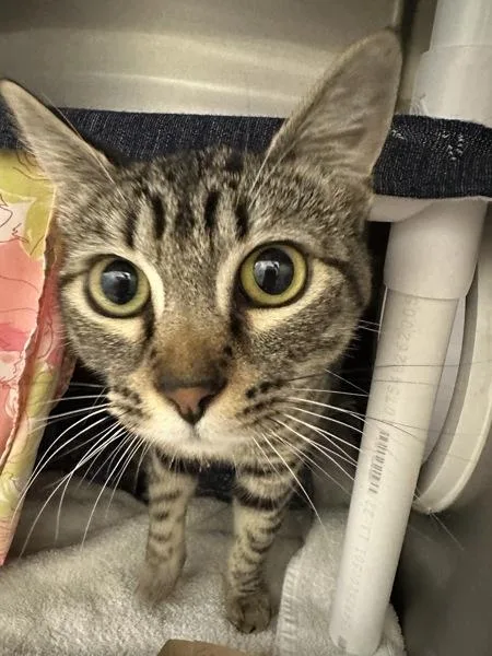 A young small-sized female Domestic Short Hair cat named Hokey Pokey for adoption in Santa Rosa, CA