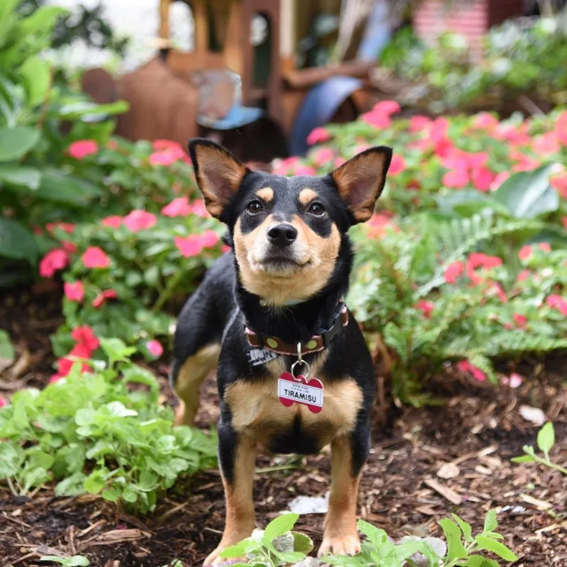 An adult small-sized female Black Chihuahua dog named Tiramisu for adoption in Wake Forest, NC