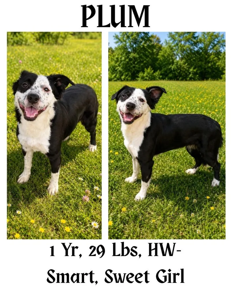 A young medium-sized female Australian Shepherd dog named Plum for adoption in Albany, GA