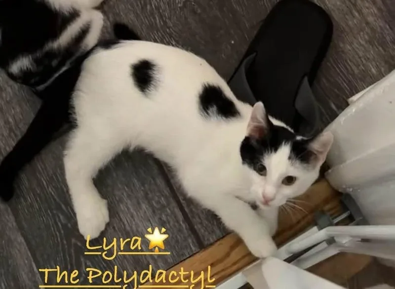 A baby small-sized female Black & White / Tuxedo Domestic Short Hair cat named Lyra for adoption in Telford, PA