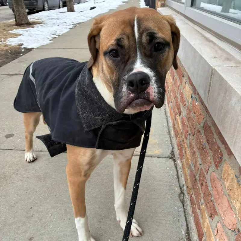 Brooklyn thumbnail 3