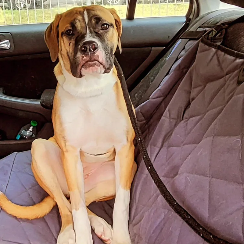 Brooklyn thumbnail 4